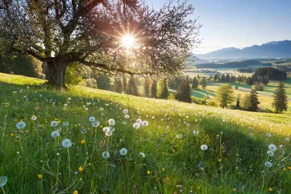 Sunlight filters through a tree on a lush, green meadow dotted with dandelions. Rolling hills and distant mountains create a serene, picturesque landscape.